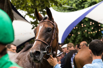 Portrait de cheval, Deauville 