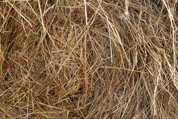 Yellow dry hay straw backdrop texture. Dry cereal plants.