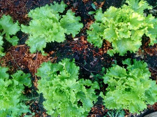 Planting Four Season Lettuce