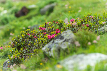 Red alpine flowers on a steep slope. Closeup shot of alpine flowers on a steep rocky slope above Spielboden cablecar station in Saas Fee, Valais, Switzerland
