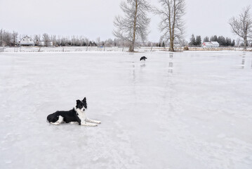Sigi on Ice Field.