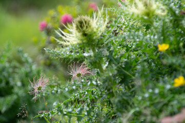 Beautiful alpine flowers on a steep slope. Closeup shot of alpine flowers and grass on a steep rocky slope above Spielboden cablecar station in Saas Fee, Valais, Switzerland