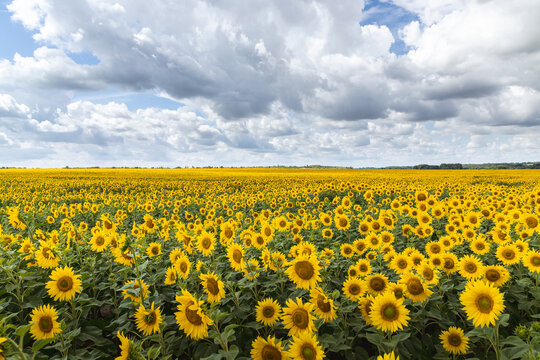 Sunflowers at the field in summer.	
