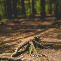 tree root in the woods