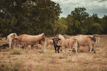 Obraz premium Aubrac cows in the field in French Lot