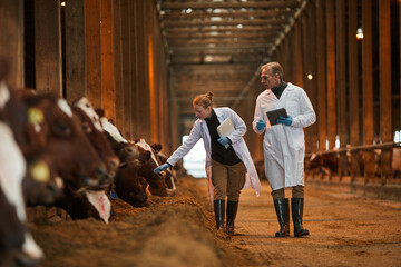 Full length portrait of two veterinarians walking towards camera while inspecting cows at dairy...