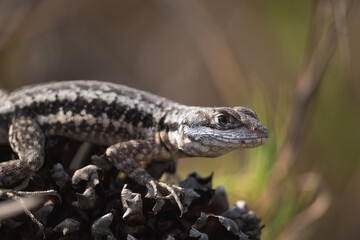 Close Up Small Lizard in Nature