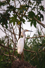 White egret