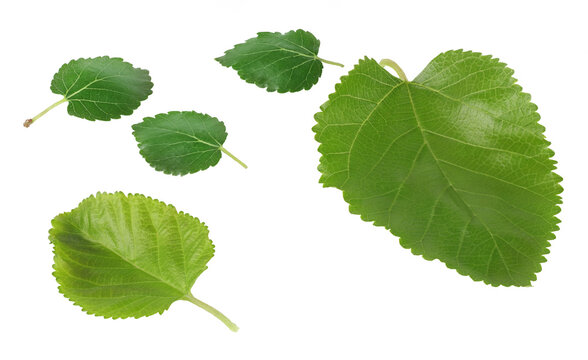 Mulberry leaves isolated on white background, clipping path