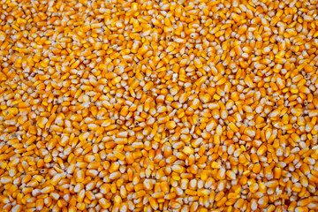 close up of corn grains corn texture