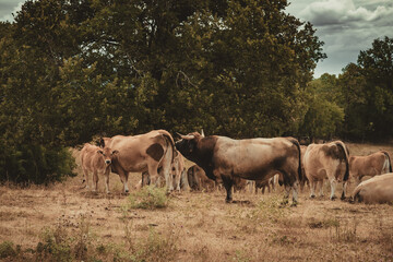 Obraz na płótnie Canvas Aubrac cows in the field in French Lot