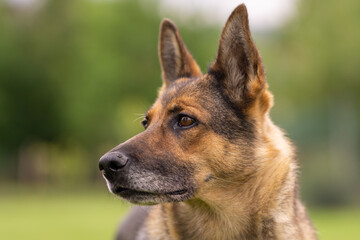 Deutscher Schäferhund im Herbst