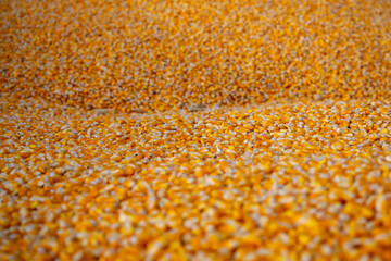 corn grains in the cilo 