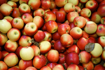 Naklejka na ściany i meble Fresh picked red apples background in the harvest season