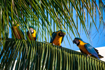 blue and yellow macaw in palm tree Ara ararauna