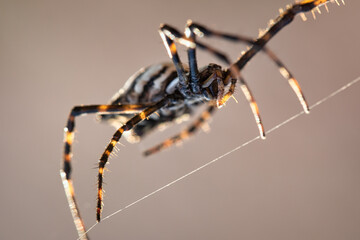 Insect Spider Argiope lobata sitting on a wire from web. spider background. details in nature. spider macro