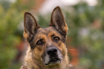 Deutscher Schäferhund im Herbst