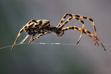 Insect Spider Argiope lobata sitting on a wire from web. spider background. details in nature. spider macro