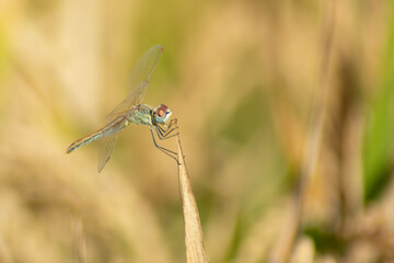 libélula