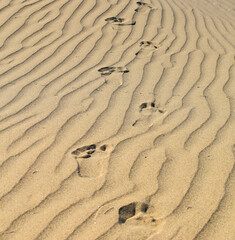 Footprints in the desert sand dunes.