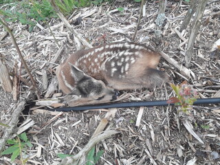 deer in the woods