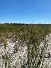 Obraz premium reeds on the beach