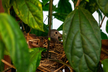bird on a tree nest