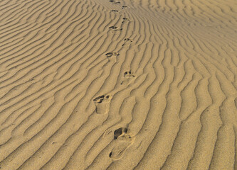 Footprints in the desert sand dunes.