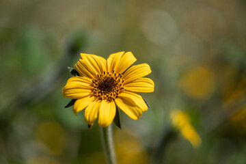 Obraz premium girasol