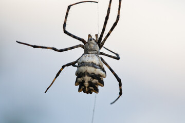 Insect Spider Argiope lobata sitting on a wire from web. spider background. details in nature. spider macro