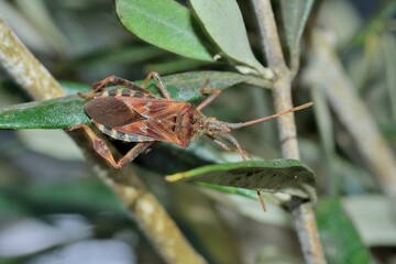 American bug on leaves in brittany France