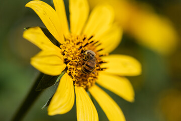 abeja