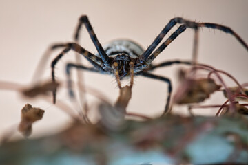 Insect Spider Argiope lobata sitting on a wire from web. spider background. details in nature. spider macro