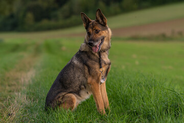 Deutscher Schäferhund im Herbst