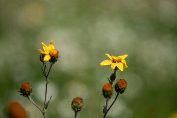 flores amarillas