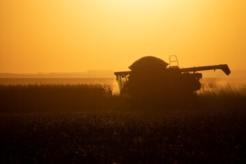 Fototapeta premium combine harvester at sunset corn harvest