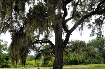 Big tree with Spanish moss in Brazos Bend State Park, Needville, Texas