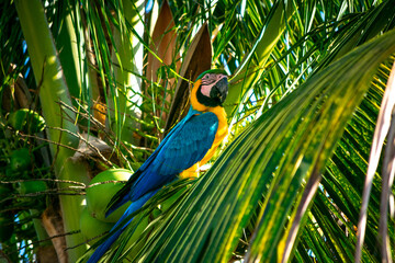 Obraz premium blue and yellow macaw on a branch