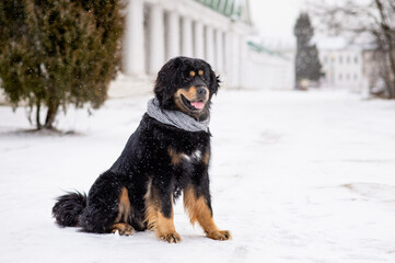 Cheerful dog on the background of the winter city with a gray scarf. Black dog of the Tibetan...