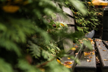 wooden bench in the park