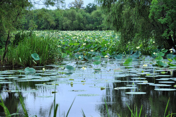 Beautiful green swamp view with plenty of waterlilies, Brazos Bend State Park, Needville, Texas