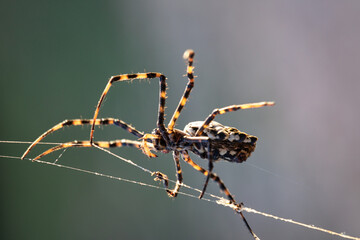 Insect Spider Argiope lobata sitting on a wire from web. spider background. details in nature. spider macro