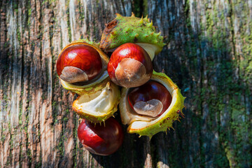 Chestnuts in green wrapping and without wrapping on a wooden bench. The photo has a nice bokeh in the setting sun.