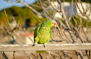 Parrot Amazona autumnalis colorful bird isolated, blurred background