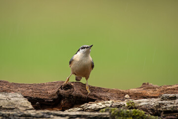 Nuthatch on the tree trunk. Nuthatch looks for food. Bird Watching during the autumn. Wildlife in a European forest. 