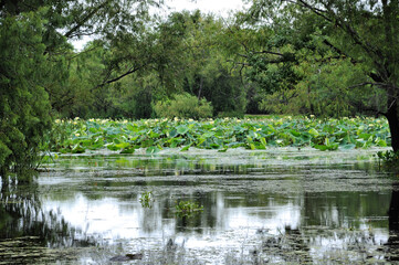 Brazos Bend State Park, Needville, Texas, a lake view with a plenty of waterlilies