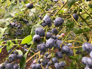 Blueberry on the bushes after the board