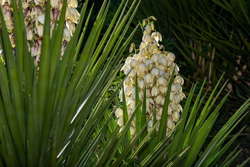 White flowers of yucca plant