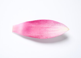 Beautiful pink lotus flower petal isolated on white © New Africa
