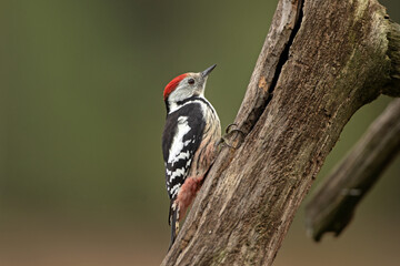 European wildlife. Spotted woodpecker in the autumn wood. Middle spotted woodpecker climbing on the trunk. Woodpecker look for food. 